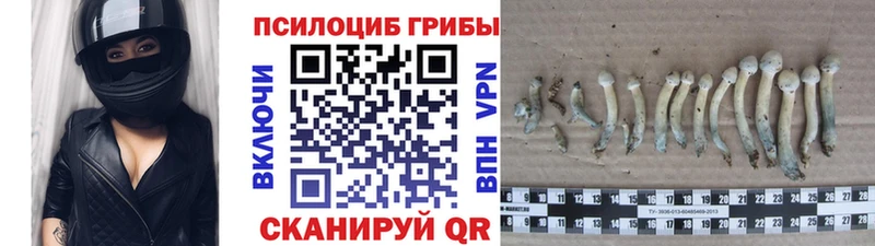 купить закладку  Славск  Псилоцибиновые грибы GOLDEN TEACHER 
